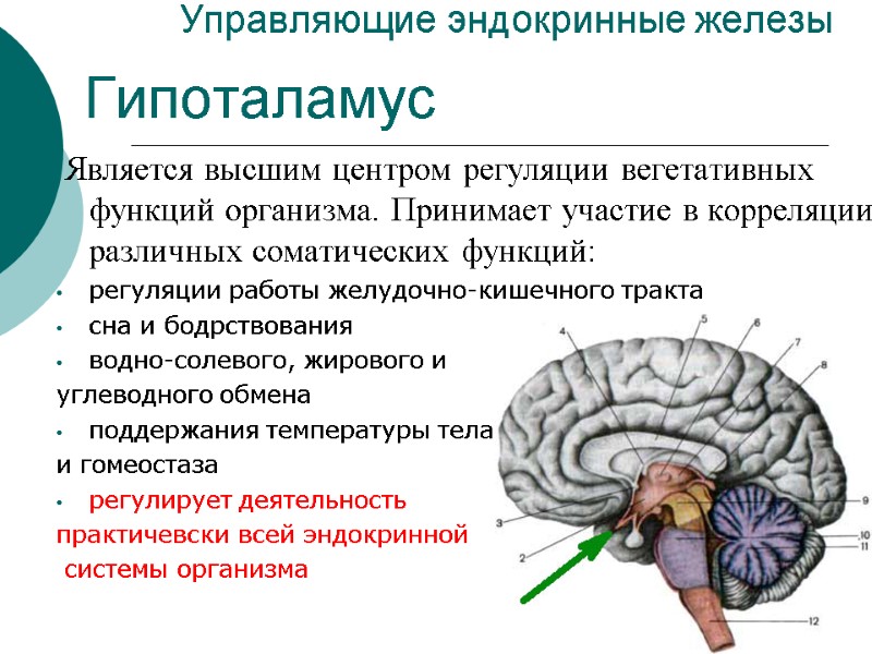 Управляющие эндокринные железы  Является высшим центром регуляции вегетативных функций организма. Принимает участие в